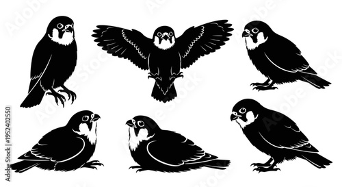 Set of Falcon Silhouettes: Flying, Perching, Standing Birds of Prey