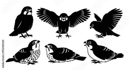 Set of Falcon Silhouettes: Various Poses of Birds of Prey in Flight and Perched