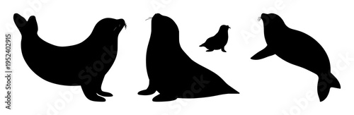 Seal silhouette set with a simple black and white contour illustration featuring animal, marine, seal, vector, silhouette with wildlife and sea mammals
