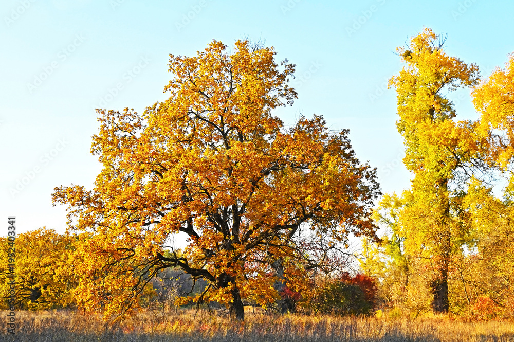 Fototapeta premium Golden oak and poplar tree