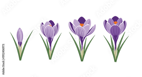 Educational botanical illustration demonstrates the growth cycle of a purple crocus flower from bud to full bloom stage.