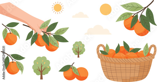 Orange Harvest Illustration Set with Farmers Hand Picking Citrus Fruits, Basket, Trees and Leaves Isolated on White Background for Agriculture Design Collection