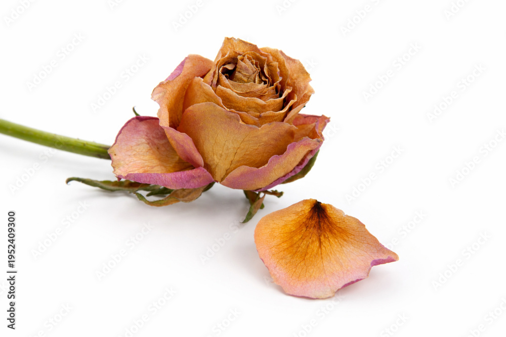 Fototapeta premium Rose séchée avec pétale isolé sur un fond blanc