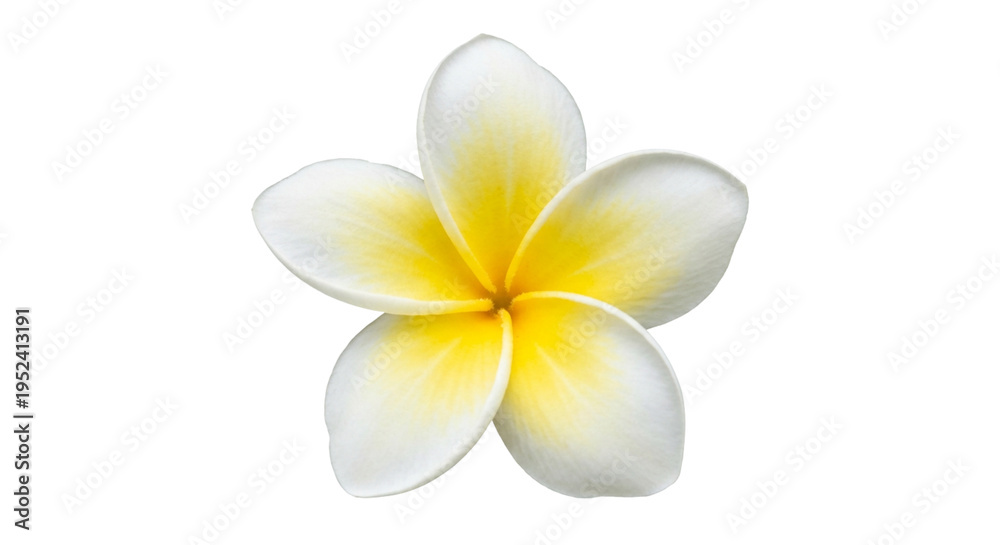 Fototapeta premium Plumeria