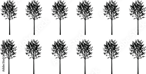 Tree silhouettes vector set, tall slender deciduous trees collection, black nature elements, minimal forest design, botanical illustration isolated