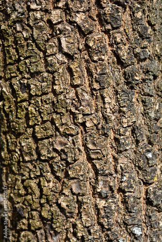 Common ash bark detail - Latin name - Fraxinus excelsior
