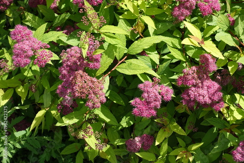Dozens of pink flowers of Japanese spiraea in mid June