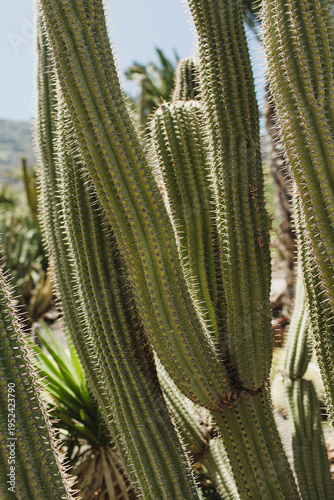 Close-Up of Succulent Cactus Skin with Earthy Tones and Geometric Forms