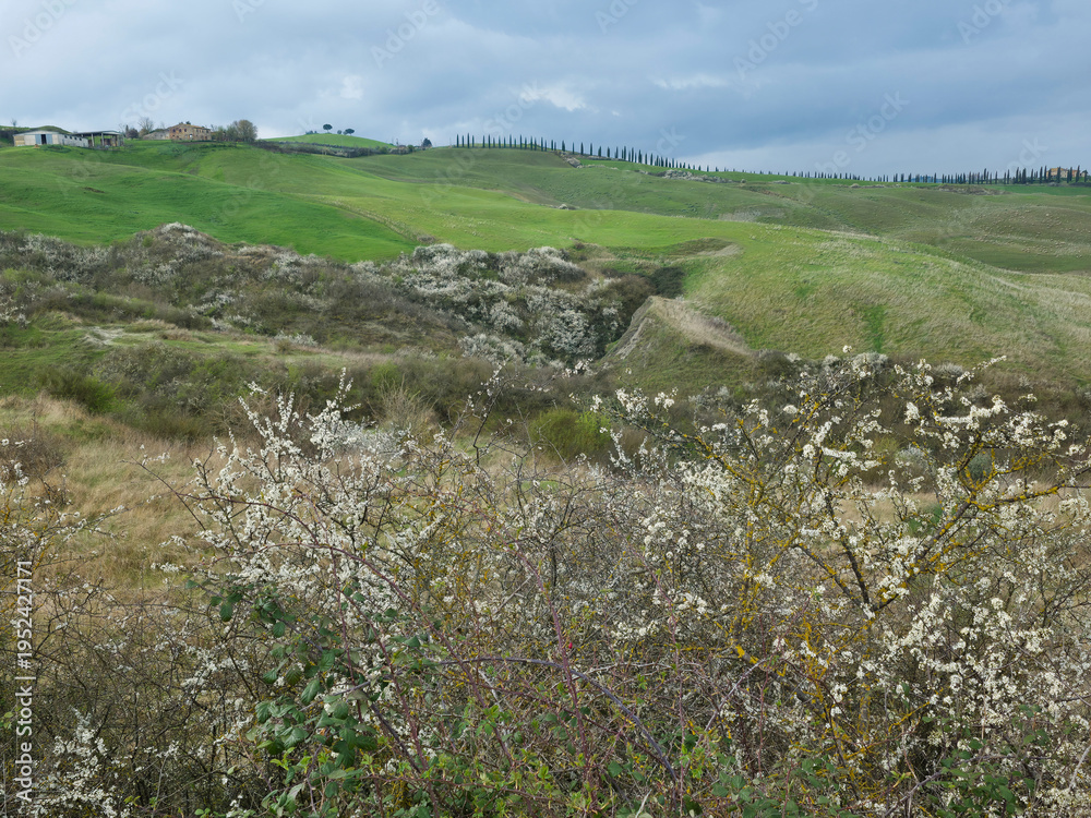 Fototapeta premium Scenic Spring View of Crete Senesi in Tuscany featuring the famous Cypress Alley and White Wildflowers, near Siena