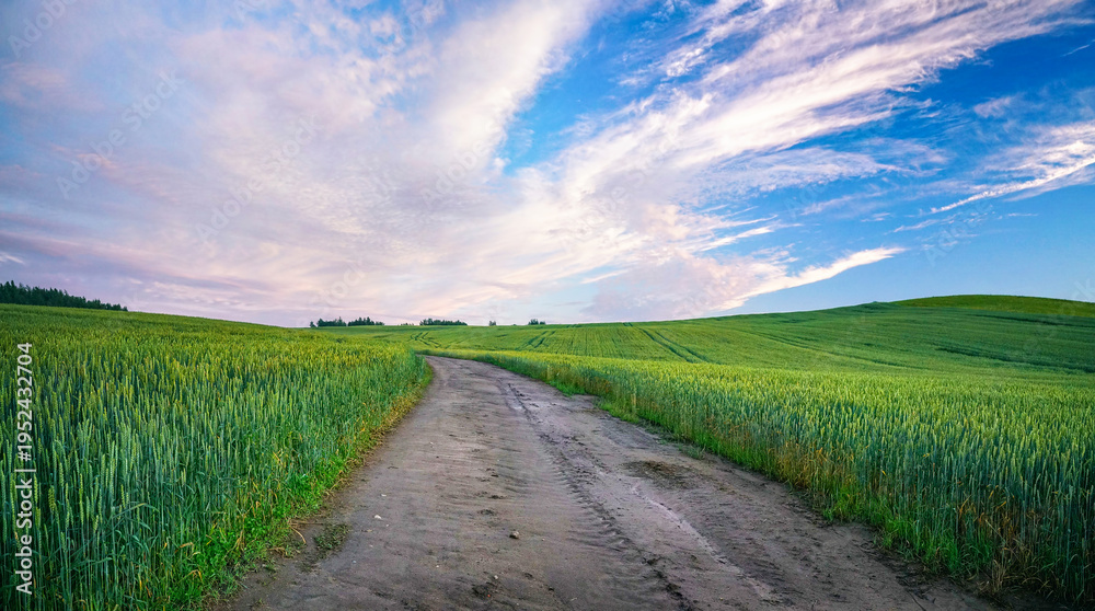 Fototapeta premium Wide dirt road winding through lush green wheat fields under a beautiful sky with wispy clouds. A peaceful summer rural nature landscape capturing the serenity of countryside.
