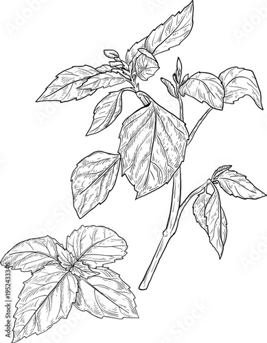 High quality linear realistic vector illustration of a Basil, Nettle branch. Ideal for menus, restaurant and other establishment designs, cosmetic and product label design. Spice and Herbs, leaves