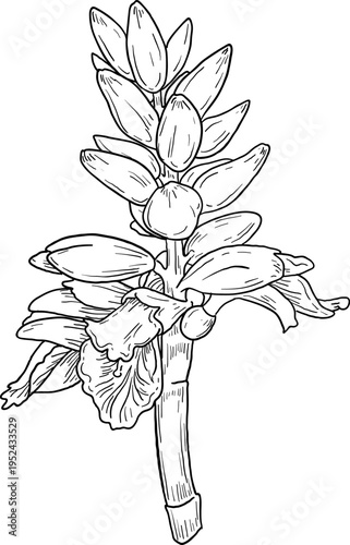 High quality linear realistic vector illustration of a Cardamon flower. Ideal for menus, restaurant and other establishment designs, cosmetic and product label design. Spice and Herbs
