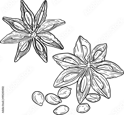 High quality linear realistic vector illustration of a Cinnamon, star Anis. Ideal for menus, restaurant and other establishment designs, cosmetic and product label design. Spice and Herbs