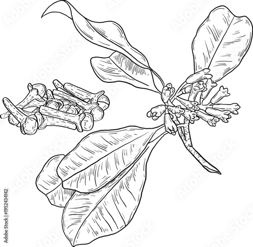 High quality linear realistic vector illustration of a Clove branch. Ideal for menus, restaurant and other establishment designs, cosmetic and product label design. Spice and Herbs