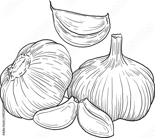 High quality linear realistic vector illustration of a Garlic. Ideal for menus, restaurant and other establishment designs, cosmetic and product label design. Spice and Herbs