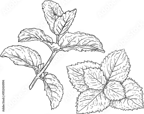 High quality linear realistic vector illustration of a Mint branch. Ideal for menus, restaurant and other establishment designs, cosmetic and product label design. Spice and Herbs, leaves
