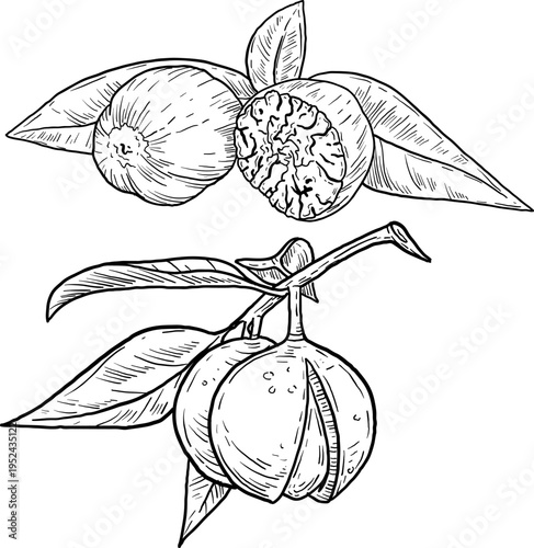 High quality linear realistic vector illustration of a Nutmeg branch. Ideal for menus, restaurant and other establishment designs, cosmetic and product label design. Spice and Herbs