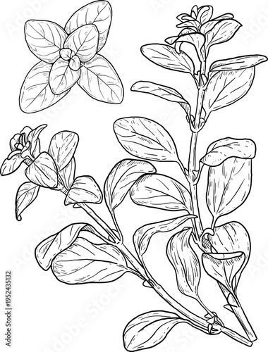 High quality linear realistic vector illustration of a Oregano branch. Ideal for menus, restaurant and other establishment designs, cosmetic and product label design. Spice and Herbs, leaves