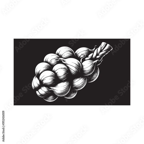 A bunch of garlic on a black background