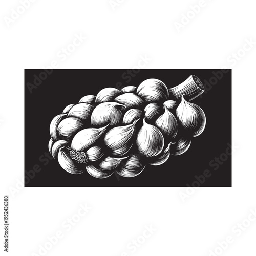A black and white drawing of a bunch of garlic