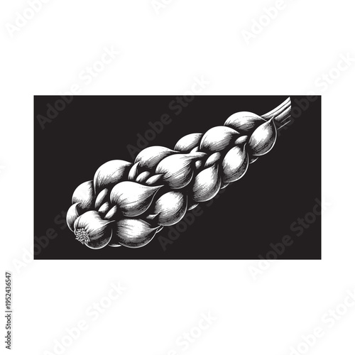 A braid of garlic on a black background