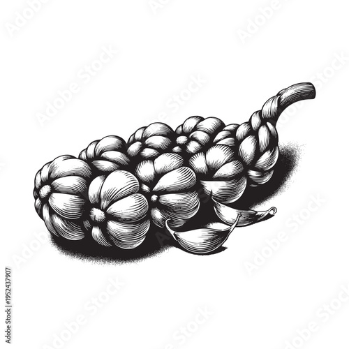A detailed drawing of a bulb of garlic on a white background