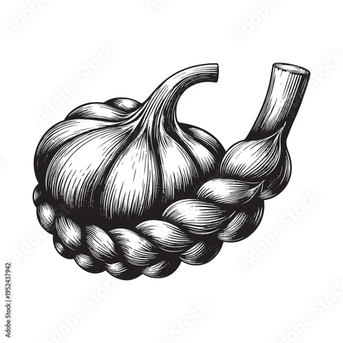 A black and white drawing of braided garlic