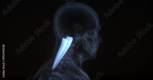 Splenius cervicis muscle in human body. X Ray. Loop