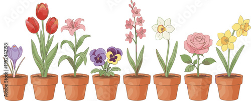 Set of colorful blooming spring flowers in terracotta clay pots including tulips lilies roses and daffodils flat vector illustration