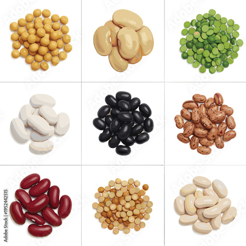 Variety of legumes and pulses set featuring kidney beans chickpeas black beans lentils and peas for healthy food design.