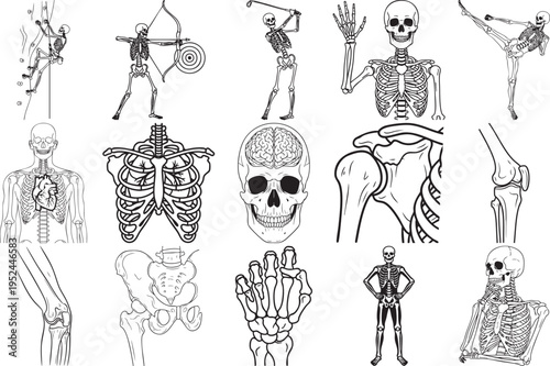 A comprehensive set of detailed black and white illustrations featuring various human skeleton poses, anatomical structures, and physiological systems