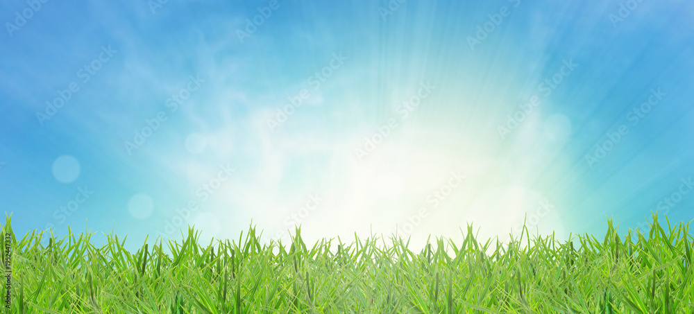 Obraz premium Lush spring green grass under beautiful sky. Banner design
