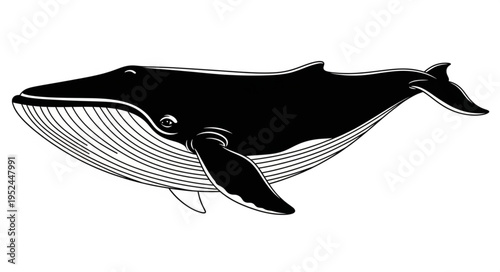 Detailed Black and White Illustration of a Humpback Whale.