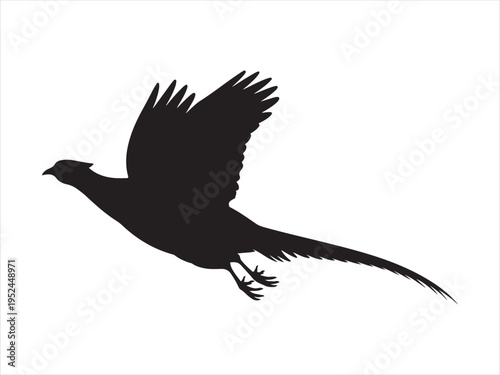 A flying pheasant bird silhouette, Flying pheasant silhouette. vector illustration