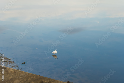 Aigrette élégante sur le lac de Vieux-Boucau – scène minimaliste