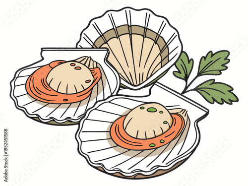 Isolated scallop shell, a beautiful specimen of bivalve seashells with elegant structure