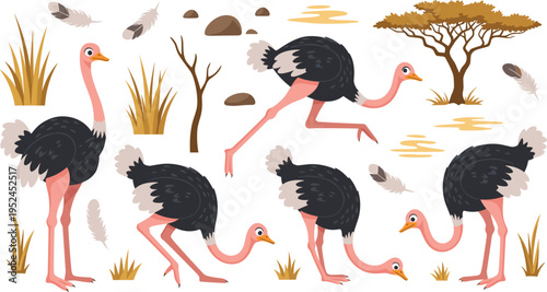 Flat vector illustration set of African ostriches in various poses featuring running, standing, and foraging with savanna acacia trees, grass, and feathers.