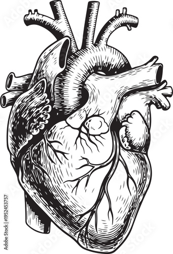 Human heart