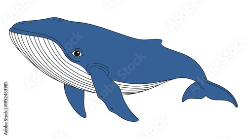 Massive blue whale swims gracefully through the water showing its iconic throat grooves and large flippers in a detailed side view.