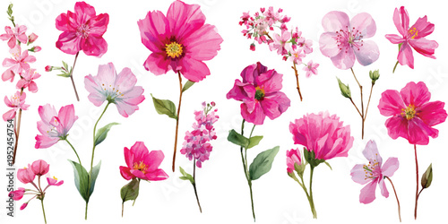pink flower on white background