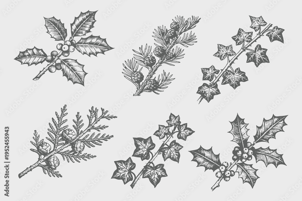Obraz premium Vintage Hand-drawn botanical set of winter flora illustration Ivy, cypress, botanical holly, pine and pinecones. Detailed retro botanical set. Black and White