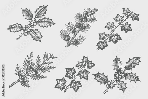 Vintage Hand-drawn botanical set of winter flora illustration Ivy, cypress, botanical holly, pine and pinecones. Detailed retro botanical set. Black and White