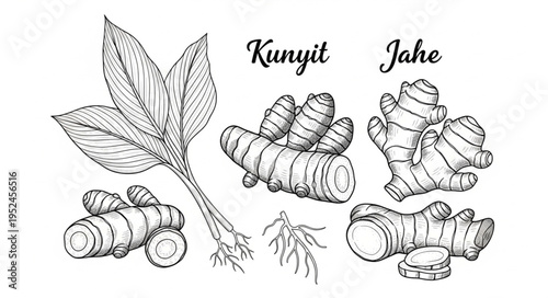 Hand-drawn sketch of kunyit and jahe turmeric and ginger with leaves and roots.