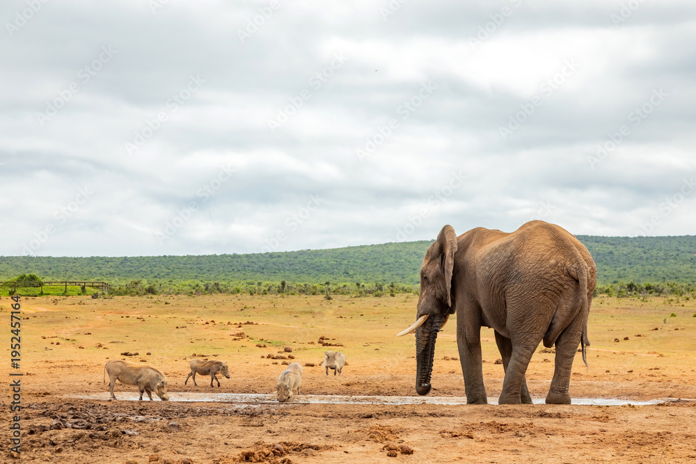 Fototapeta premium Elephant in Addo Elephant Safari Park