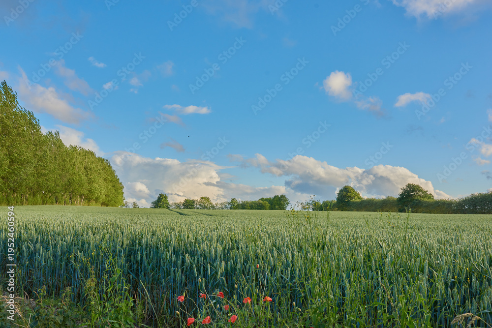 Fototapeta premium Grass, landscape and environment with field in nature for ecology, blue sky and meadow. Eco friendly, sustainability and countryside with plants outdoor for growth, spring season and rural space