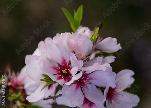 ALMENDROS EN FLOR