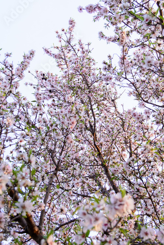 ALMENDROS EN FLOR