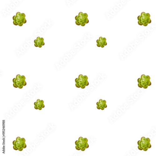 Succulents pattern creating a minimalist botanical background with green foliage on transparent design