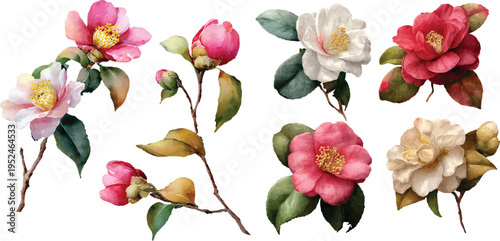 pink and yellow flower