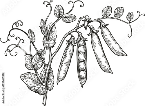 Pea plant with pods and peas botanical vintage engraving illustration garden vegetable healthy food concept